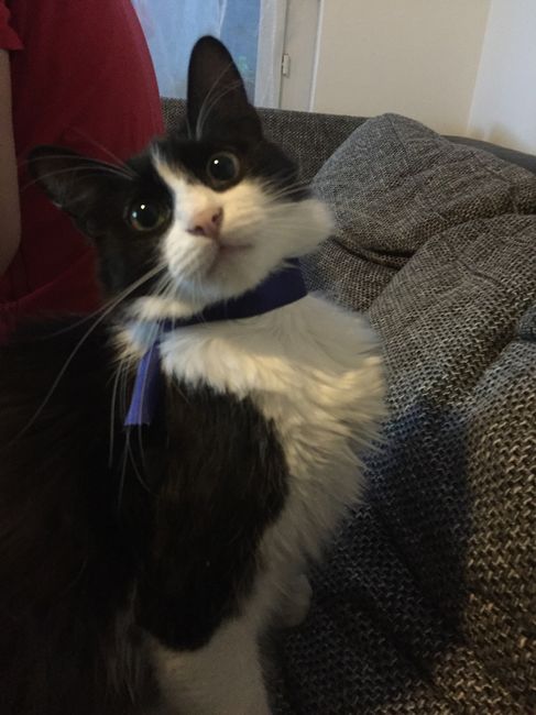 Segnaposti tema giappone - work in progress! - 2