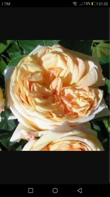 Fiori per colore - il giallo e l'arancione - 3