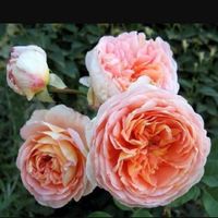 Fiori per settembre - 1