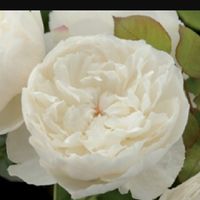 A tutto bouquet! - 2