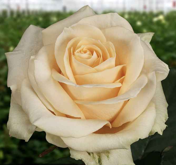 Le rose non sono tutte uguali - 2