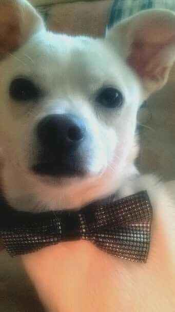 Cagnolino prove .., - 1