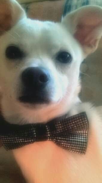 Cagnolino prove .., - 1