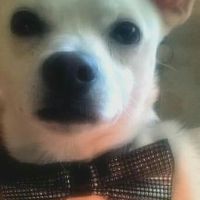 Cagnolino prove .., - 1