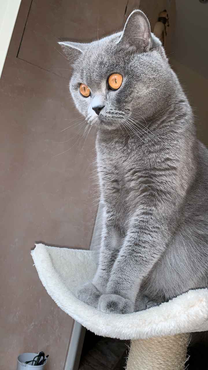 Mi presentate i vostri amici a 4 zampe?! 😃 - 1