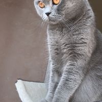 Mi presentate i vostri amici a 4 zampe?! 😃 - 1