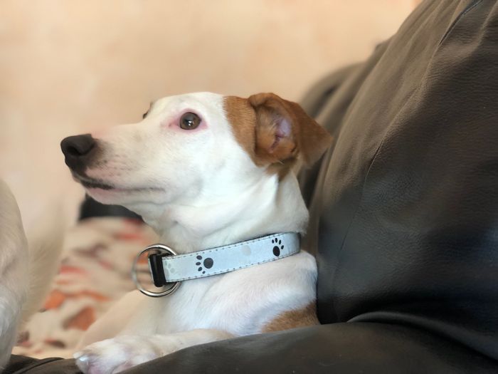 Convivenze pelose!🐶🐱🐹🐰 - 3