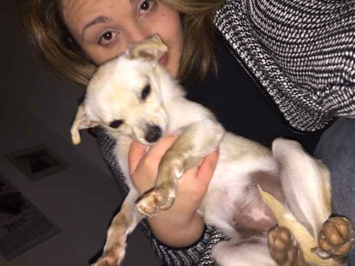 I nostri amici animali.. - 1