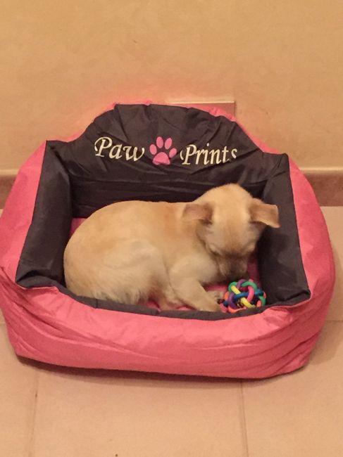 I nostri amici animali.. - 2