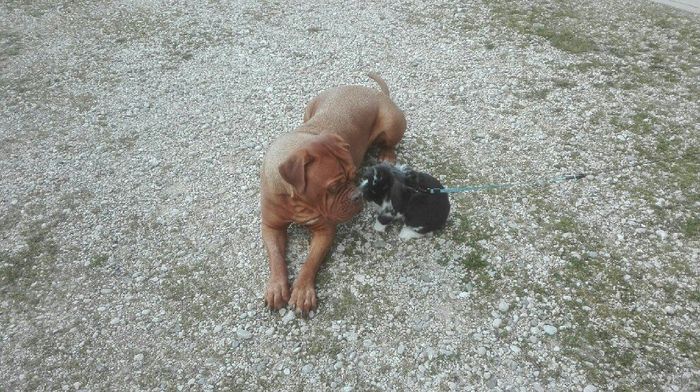 i nostri cuccioli😍 - 2