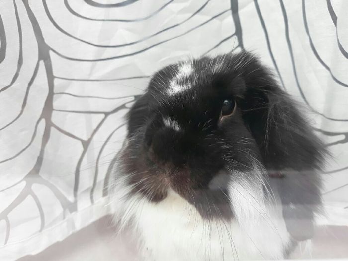 i nostri cuccioli😍 - 3