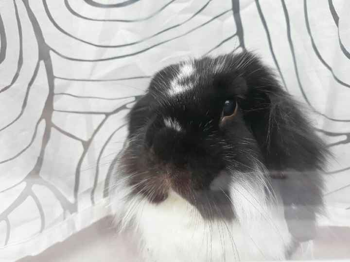 i nostri cuccioli😍 - 3