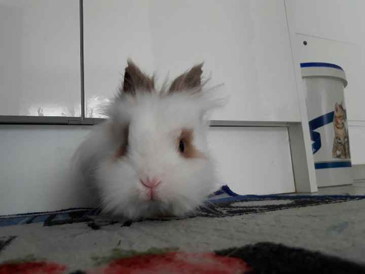 i nostri cuccioli😍 - 4