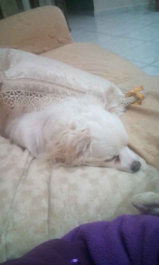 I nostri amici a 4 zampe - 1