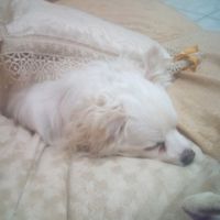 I nostri amici a 4 zampe - 1