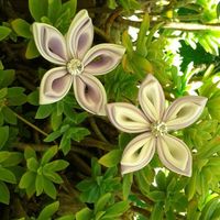 Fiori bianchi -lilla