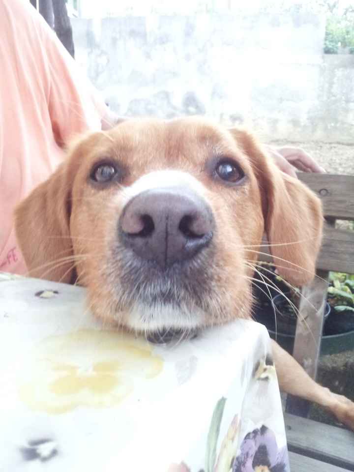 Raccolta di foto con i nostri animali - 1