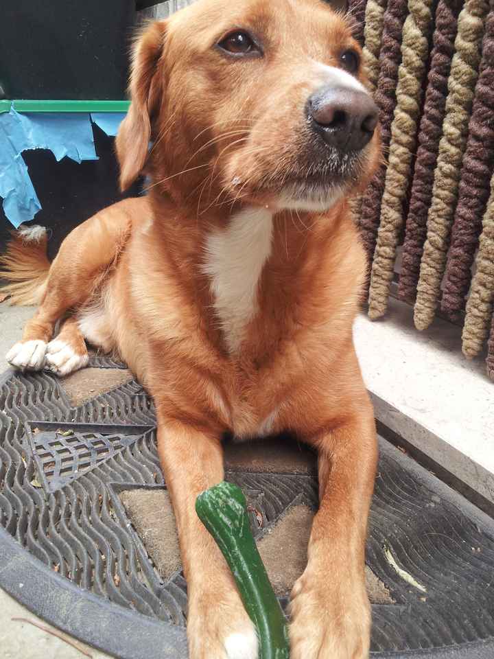 Too cute: i vostri amici animali - 2