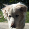 Azzurra