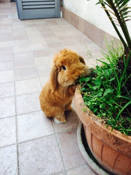 Oggi vi presento i nostri "mimmi" :) - 1