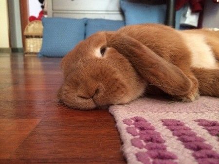 Oggi vi presento i nostri "mimmi" :) - 2