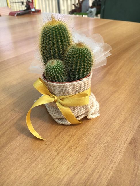 Pianta grassa bomboniera - 2