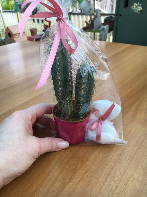 Pianta grassa bomboniera - 6