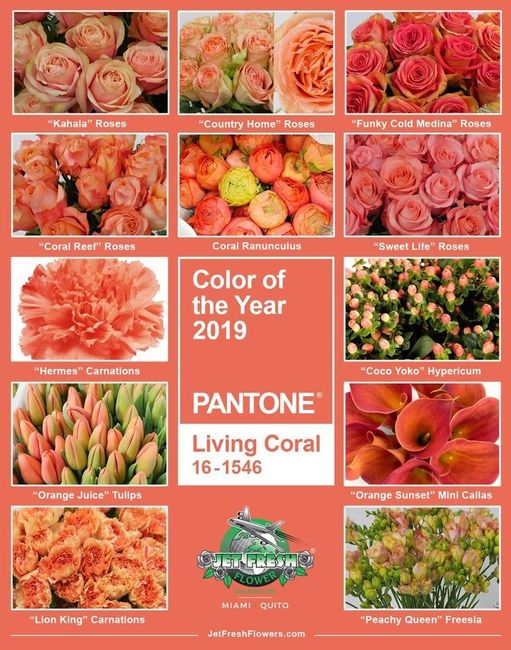 Tema mare corallo - 2