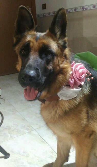 Chi come me ha un animale domestico che farà parte del  matrimonio? - 1