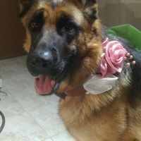 Chi come me ha un animale domestico che farà parte del  matrimonio? - 1