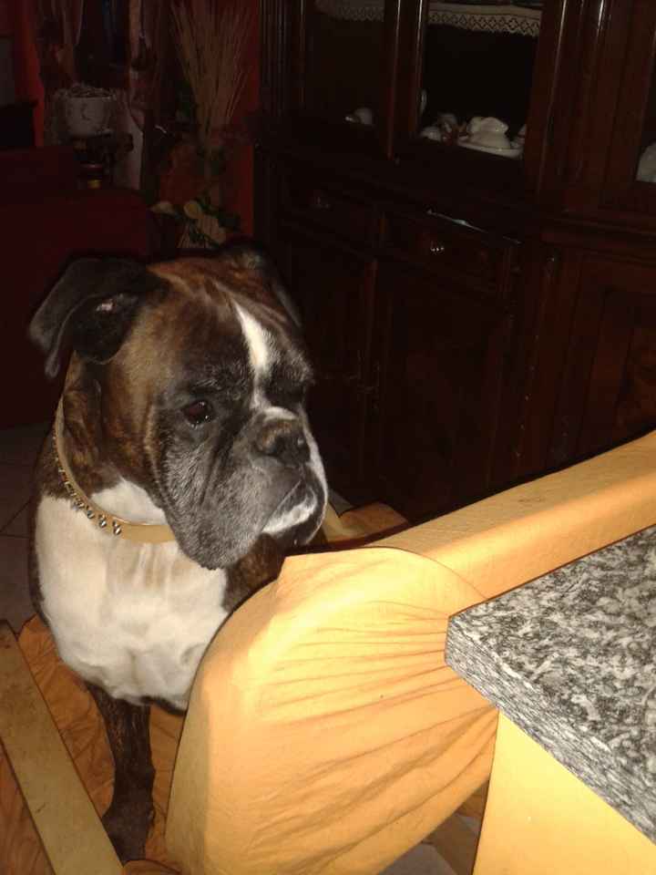 I nostri amici animali.. - 2