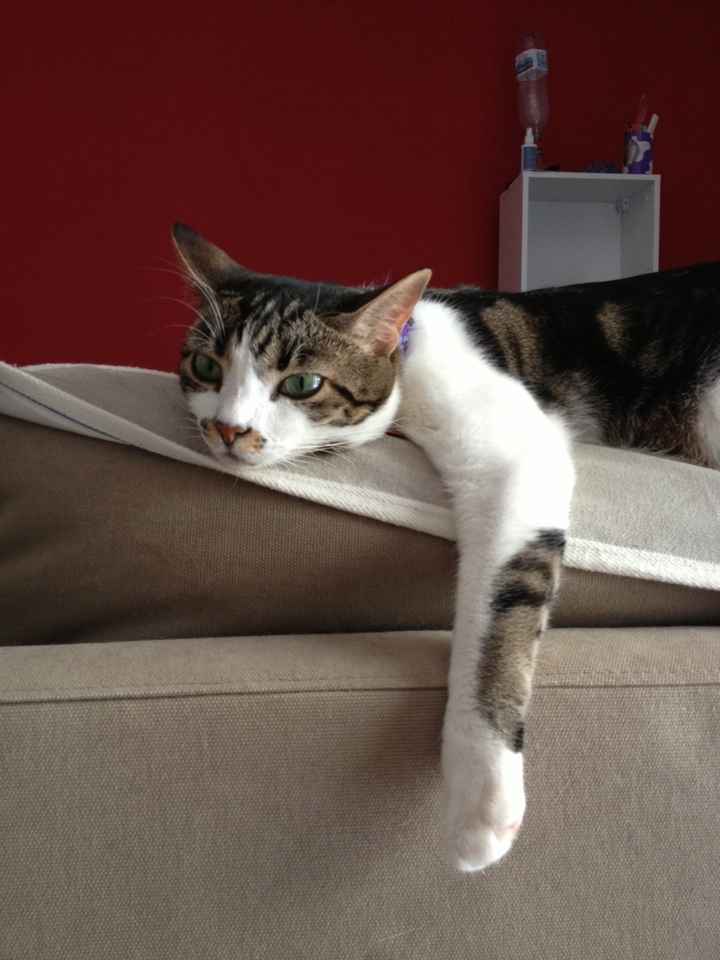 Anche il ns gatto è pronto - 1