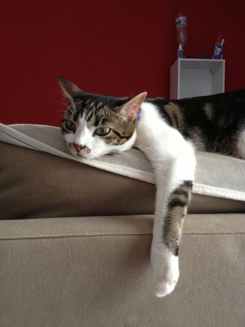 Anche il ns gatto è pronto - 1