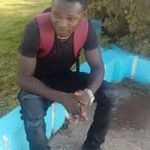 Bibro