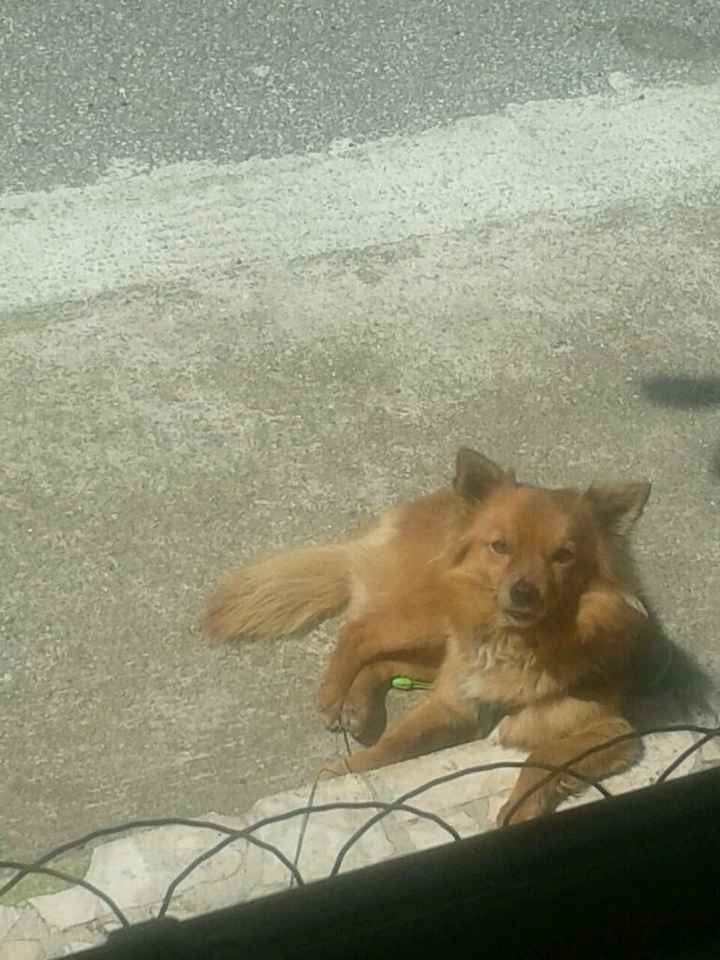 Amici pelosi *-* - 1