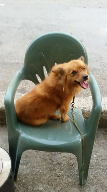 Amici pelosi *-* - 1