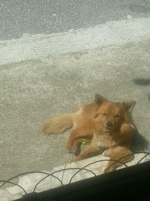 Amici pelosi *-* - 1