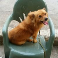 Amici pelosi *-* - 1