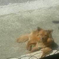 Amici pelosi *-* - 1