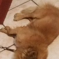 Amici pelosi *-* - 2