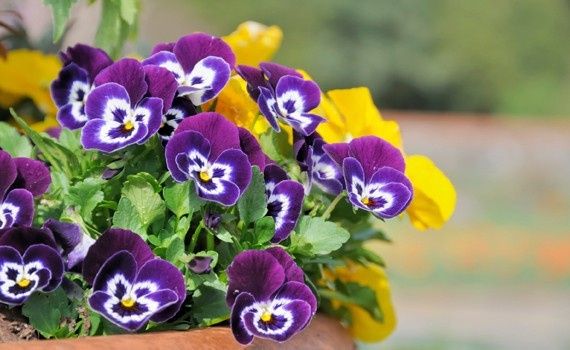 viole del pensiero