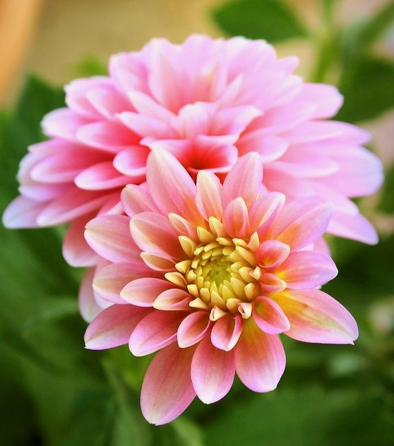 dalia