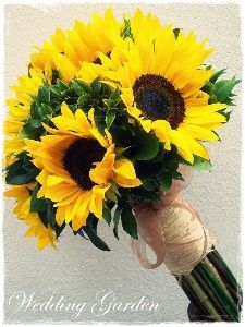 GIRASOLE