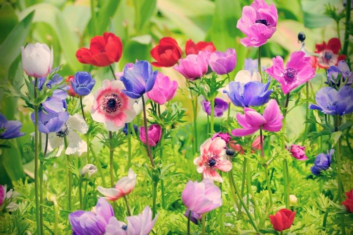 Anemoni