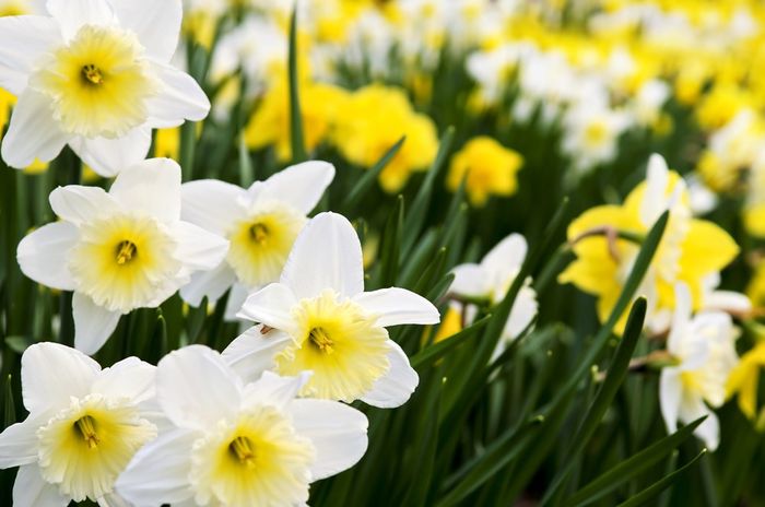 Narcisi