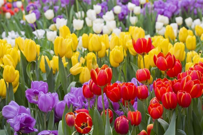Tulipani