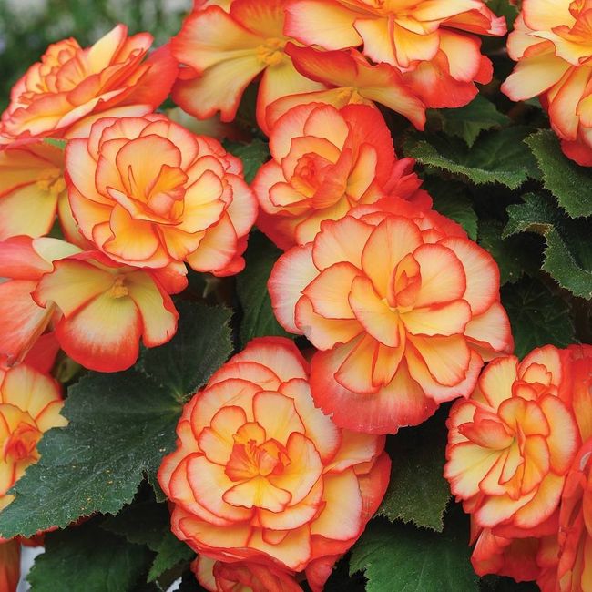 Begonia