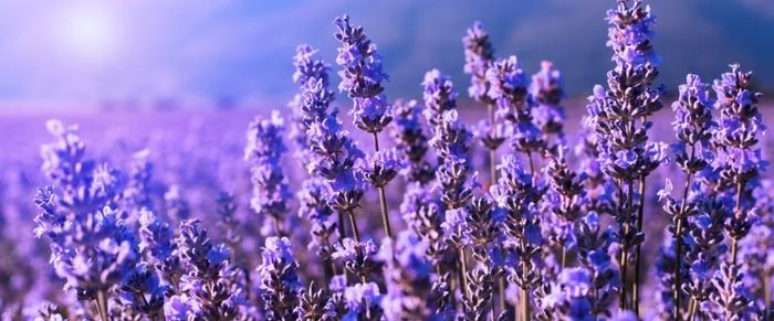Lavanda
