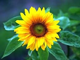 Girasole