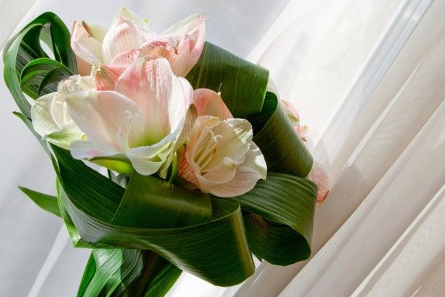 Bouquet di hippeastrum